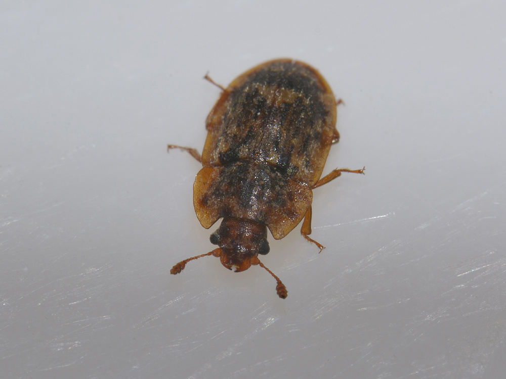 Soronia grisea (cf.)